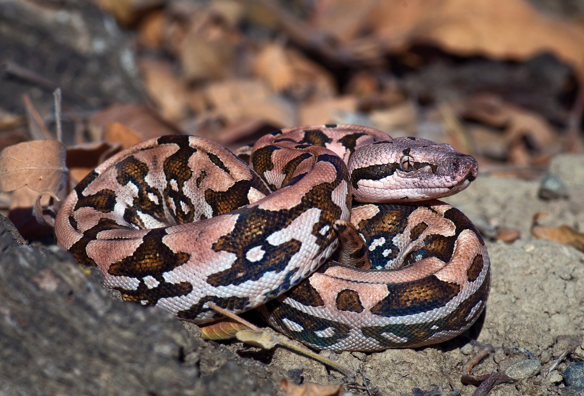 Acrantophis_dumerili_Südliche Madagaskarboa_Hintergrund Madagaskarboas1