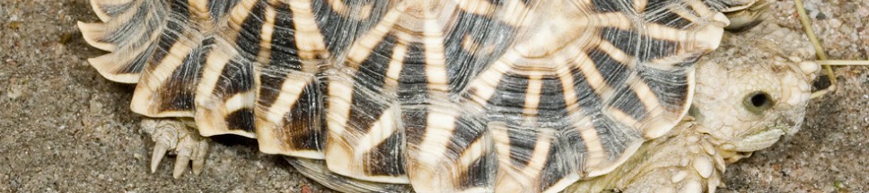 Kalahari-Strahelnschildkröte